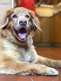 Portrait of dog relaxing at home