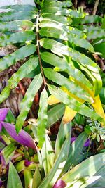 Close-up of fresh green plant