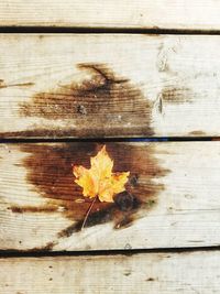 Close-up of autumn leaf on table