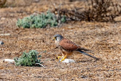 Bird perching on a field