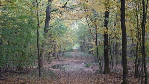 Trees in forest during autumn