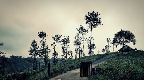 Plants growing on road by trees against sky