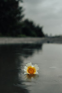 Close-up of yellow flower floating on lake