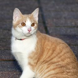 Close-up of cat sitting