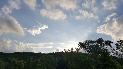 Trees against sky