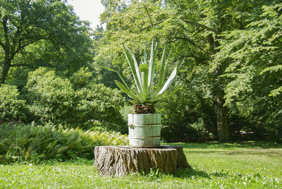 Plants against trees