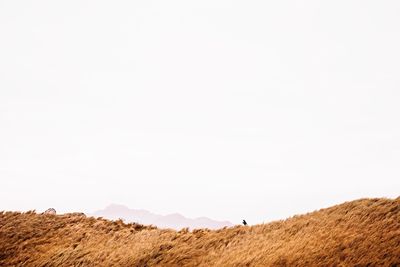 Scenic view of landscape against clear sky