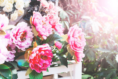 Close-up of pink flowers on plant