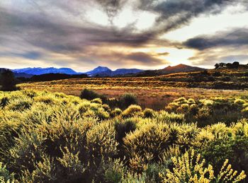 Scenic view of landscape against cloudy sky