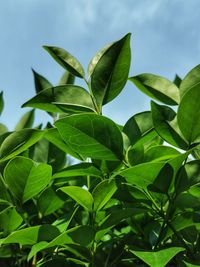 Low angle view of fresh green leaves against sky