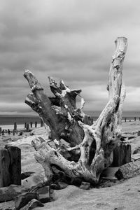 Driftwood on field against cloudy sky