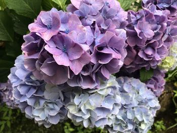 Close-up of fresh pink hydrangea flowers