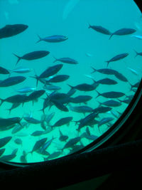 Fish swimming in sea