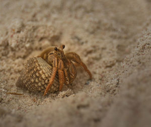 Hermit crab saying hi
