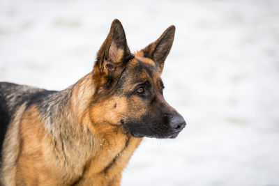 Close-up of a dog looking away