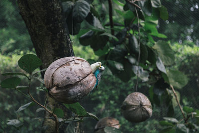 View of birds on tree