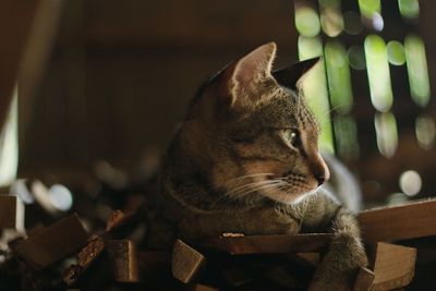 Close-up of a cat looking away