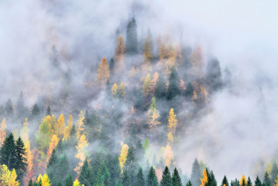 Panoramic view of forest against sky