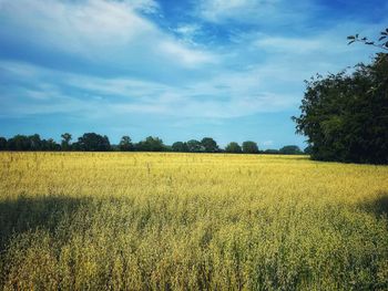 Scenic view of field against sky