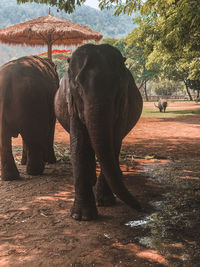 View of elephant on field