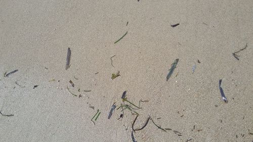 High angle view of crab on sand