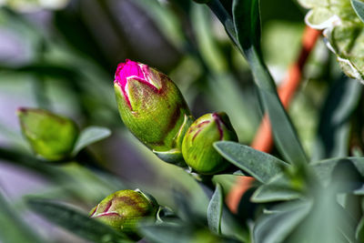 Close-up of flower buds growing on plant