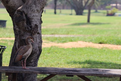 View of bird perching on tree trunk