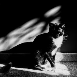 Cat sitting on floor by wall