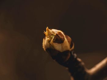 Close-up of spider against black background