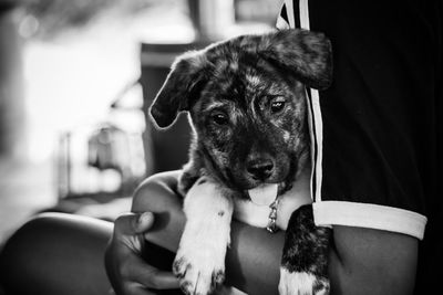 Close-up of hand holding puppy