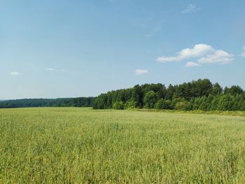 Green farm field near the forest against the blue sky on a sunny day