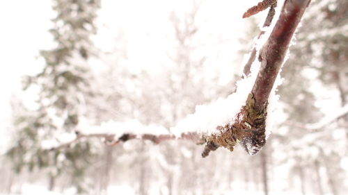 Low angle view of tree branch