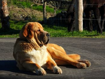 Spanish mastiff in the garden