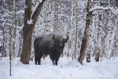 View of an animal on snow covered land