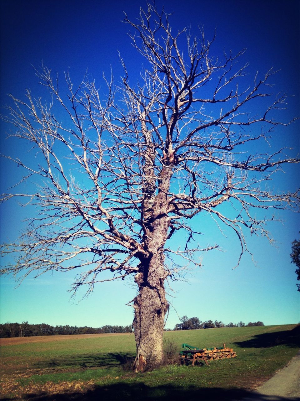 bare tree, tree, field, landscape, branch, grass, tranquility, blue, clear sky, tranquil scene, nature, sky, tree trunk, scenics, beauty in nature, rural scene, non-urban scene, grassy, day, solitude