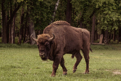 Horse grazing on field