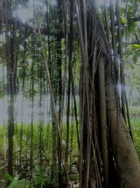 River passing through forest