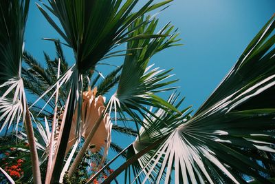 Low angle view of palm trees against sky