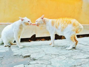 View of two cats on footpath against wall