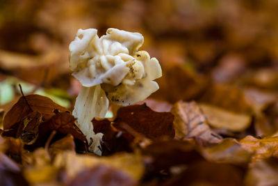 Close-up of white flowering plant on field