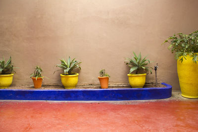 Potted plants in colorful pots in front of wall