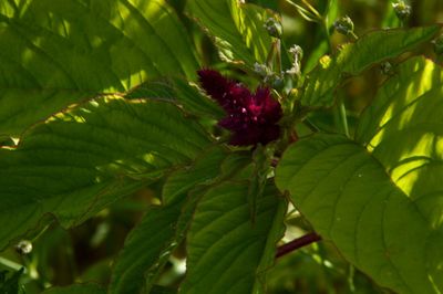 Close-up of red flowering plant