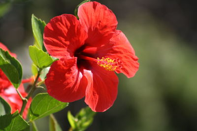 Close-up of red rose flower