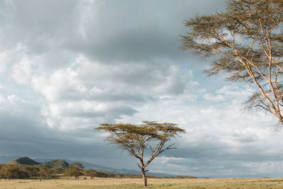 Bare tree on field against sky