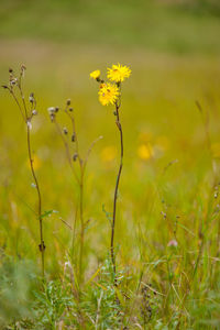 Close-up of flowers blooming in field