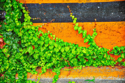 Close-up of ivy growing on wall