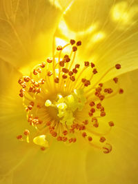 Macro shot of flower head