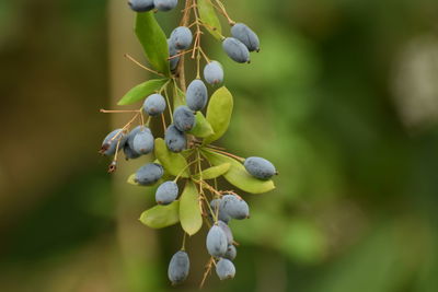 Close-up of berries growing on tree