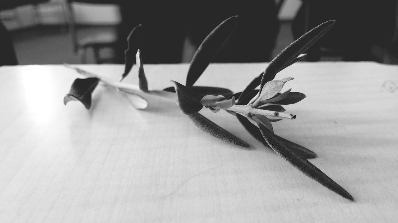 indoors, table, close-up, still life, focus on foreground, paper, selective focus, insect, no people, shadow, wood - material, day, single object, home interior, book, hanging, high angle view, art and craft, fork, person