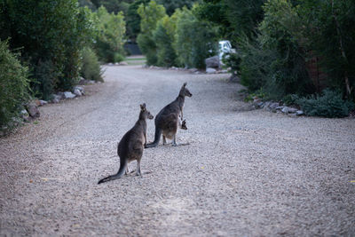 View of two cats on road